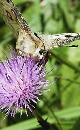 085 - Papillon sur Chardon